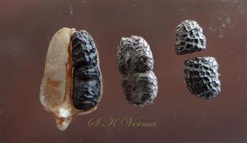  Six Seeds of subterranean capsules